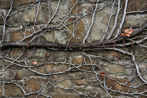 background - a stone wall entwined with dry winter stems of wild vines © Evgeny