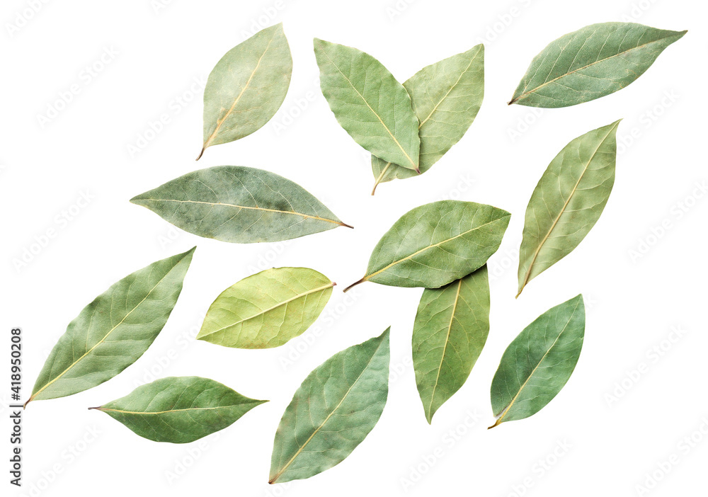 Dry bay leaves flying on a white. Top view.