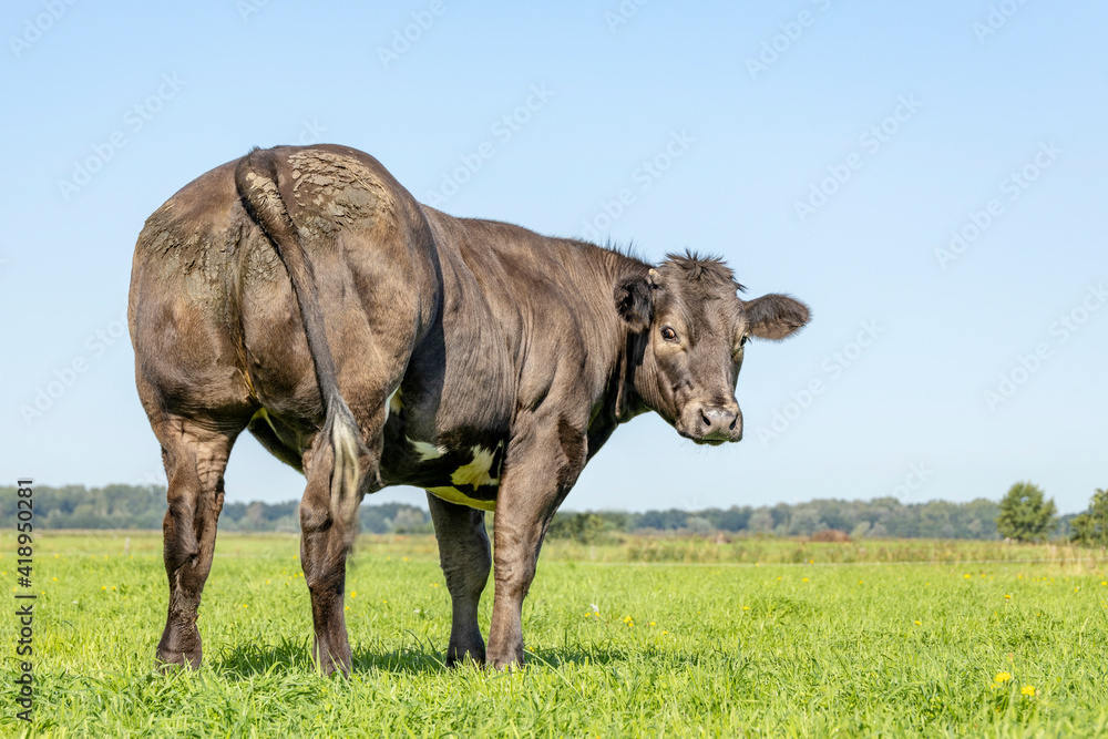 Black beef cow from behind, looking backwards in a green field, under a blue sky