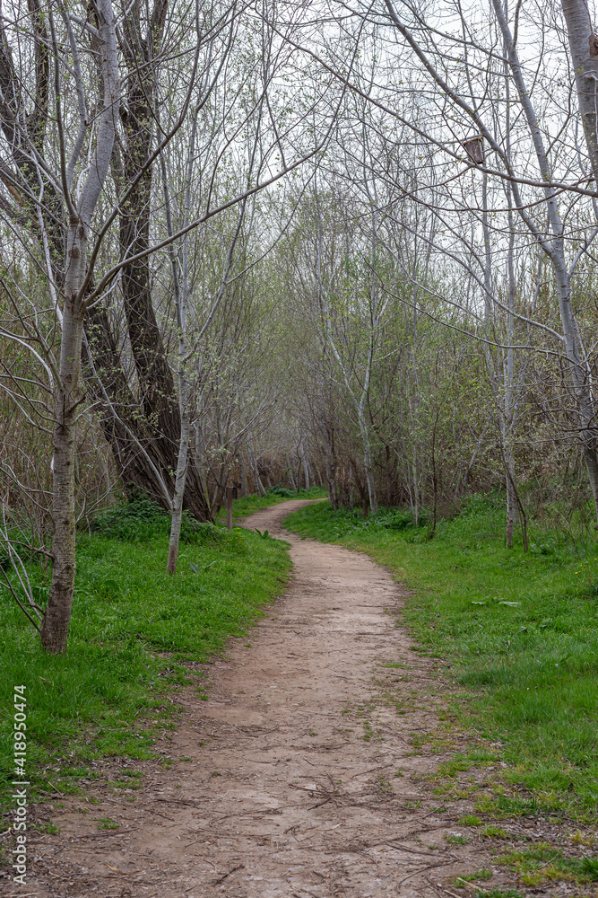 Beautiful path in a forest next to the Llobregat river near the Montserrat Mountain