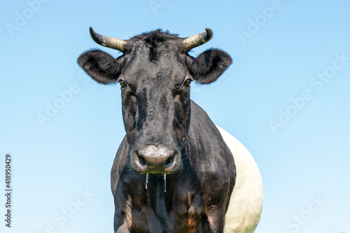 Cow Lakenvelder, a black Dutch Belted with horns in the spring