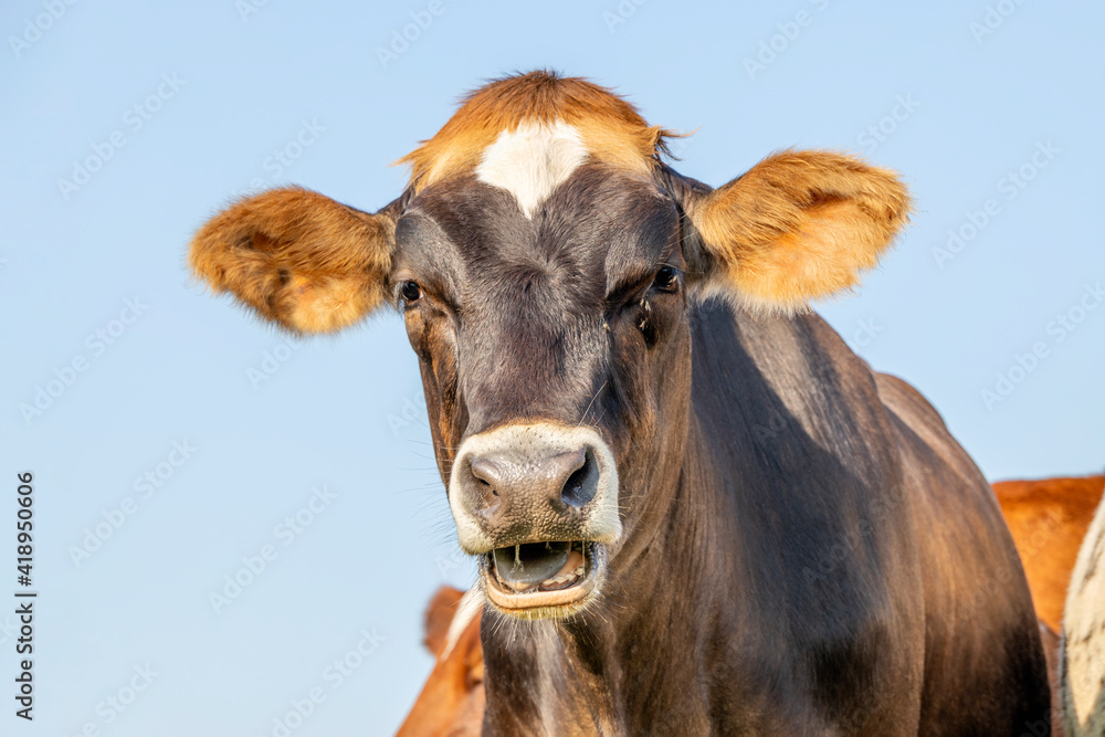 Brown swiss cow head, looking silly and funny, drool while chewing and bellow, blue background sky,