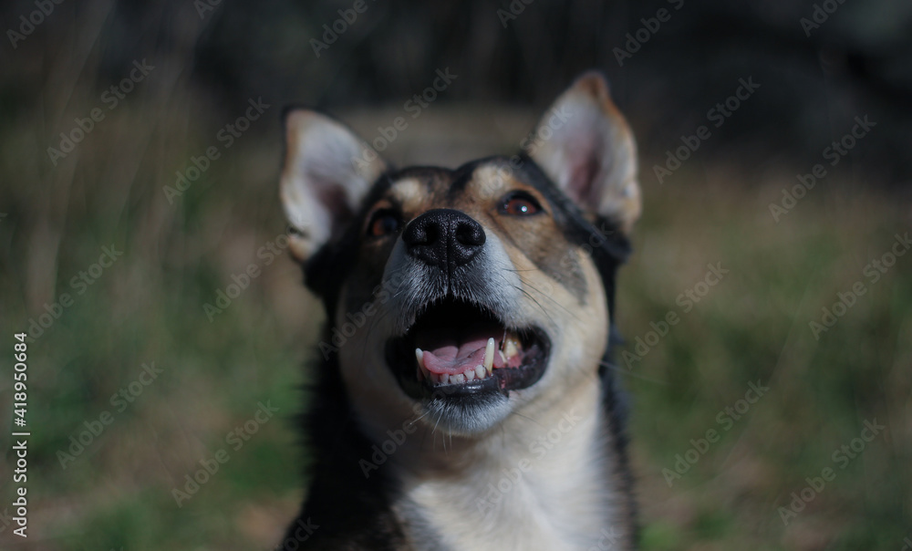 Close-up portrait of happy dog muzzle looking up with open mouth and teeth visible on blurred green nature background 