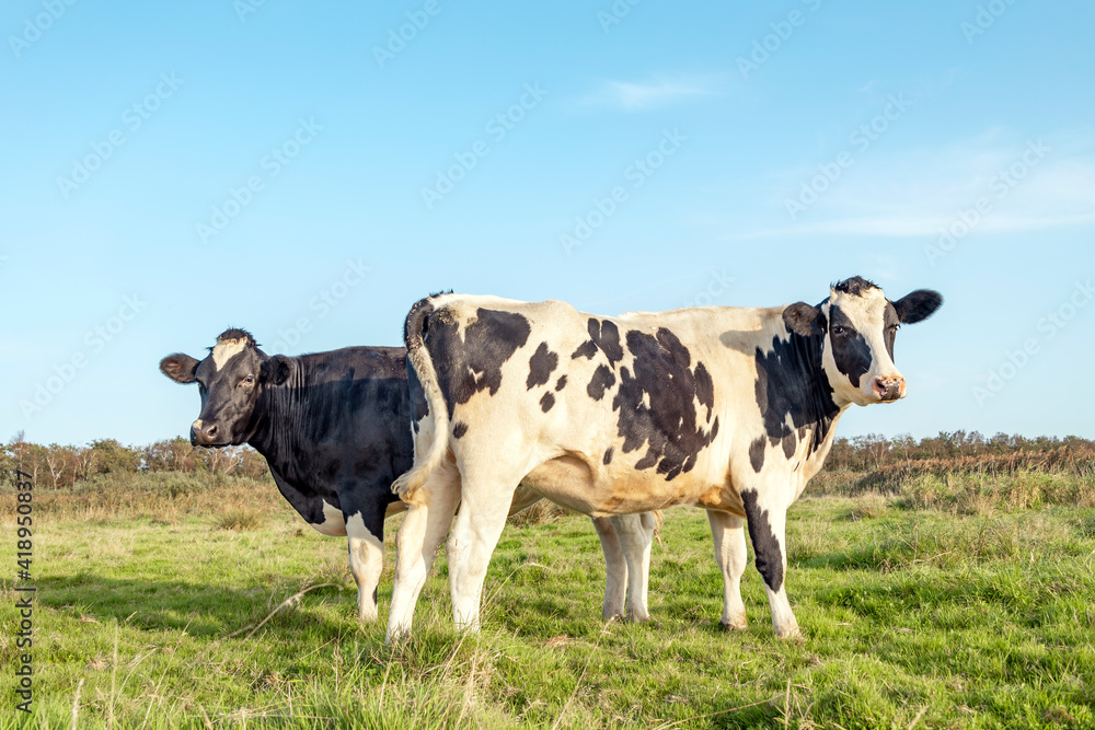 Two happy cows, black and white frisian holstein, standing in a meadow in holland under a blue sky