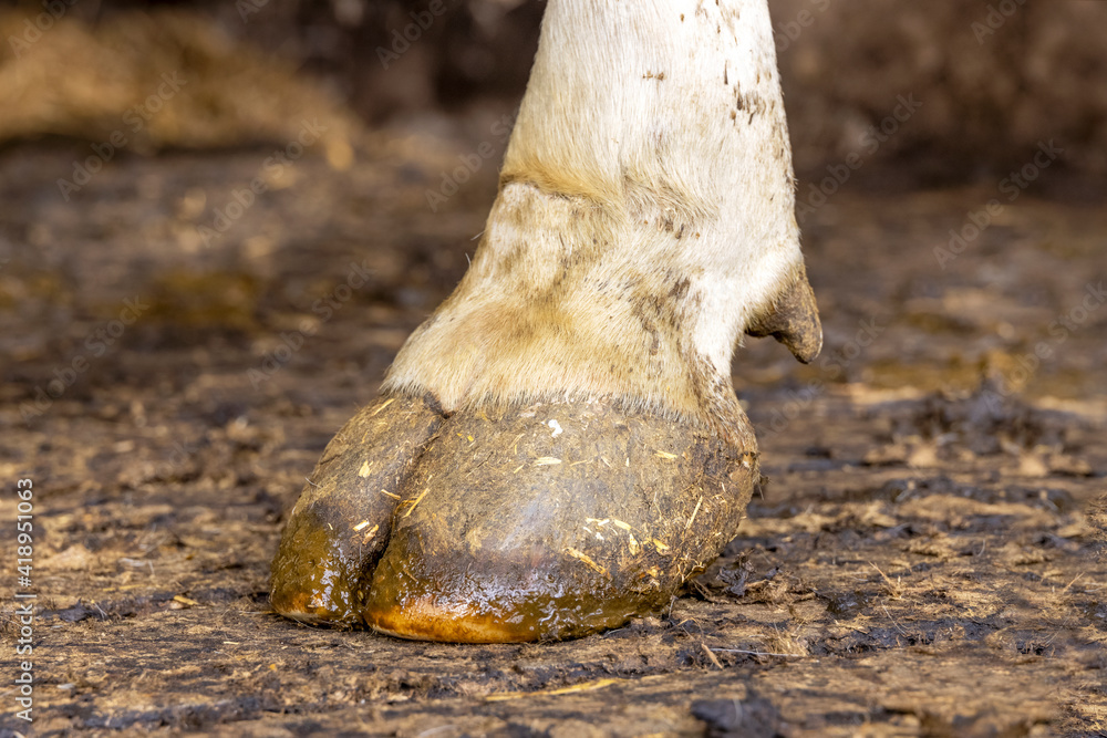 Hoof of a dairy cow standing on a stable floor, dirty with manure
