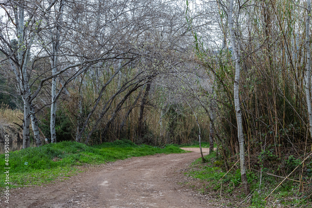 Fototapeta premium Beautiful path in a forest next to the Llobregat river near the Montserrat Mountain