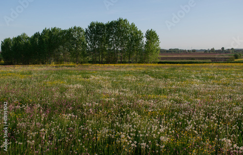 A beautiful flowery country meadow near Alba