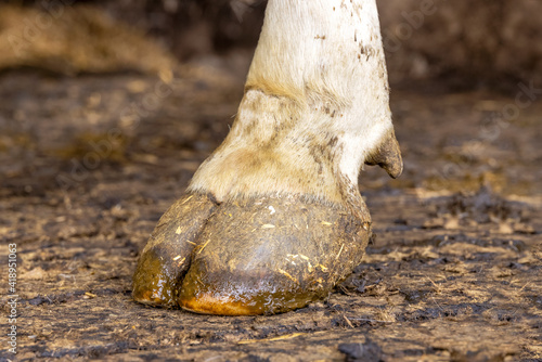 Obraz na płótnie Hoof of a dairy cow standing on a stable floor, dirty with manure w salonie