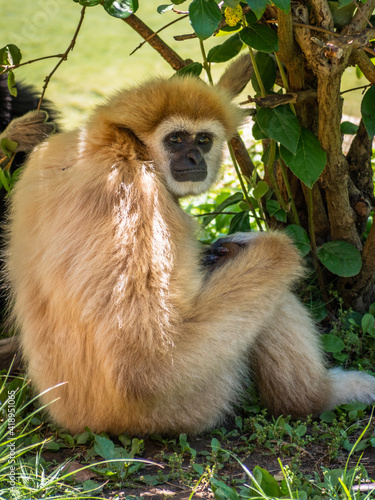 White-handed or lar gibbon resting under the tree