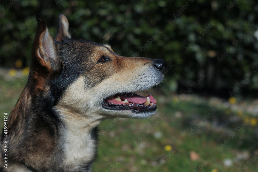 Portrait of a dog in profile close up surrounded by green blurred nature background 