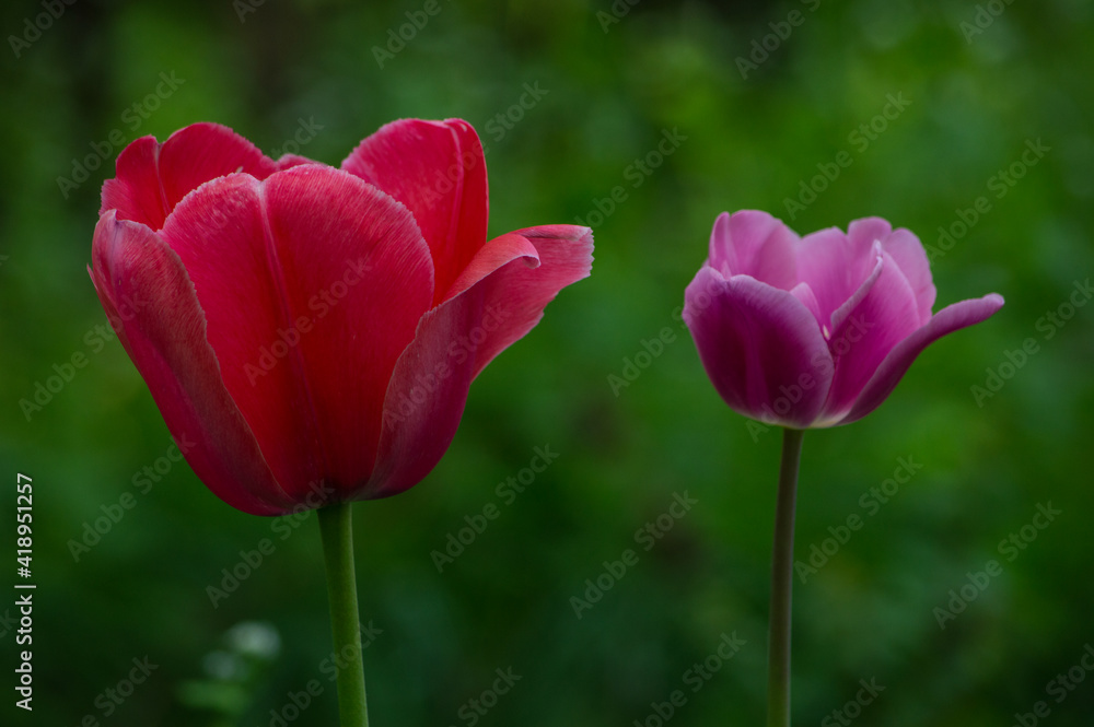 Detail of Dutch tulips in a flowery field Detail of Dutch tulips in a flowery field