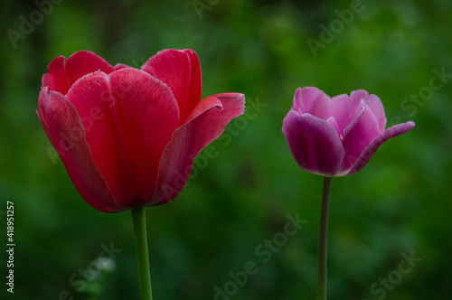 Detail of Dutch tulips in a flowery field