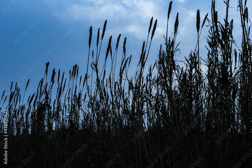 River reeds in shadow at sunset River reeds in shadow at sunset