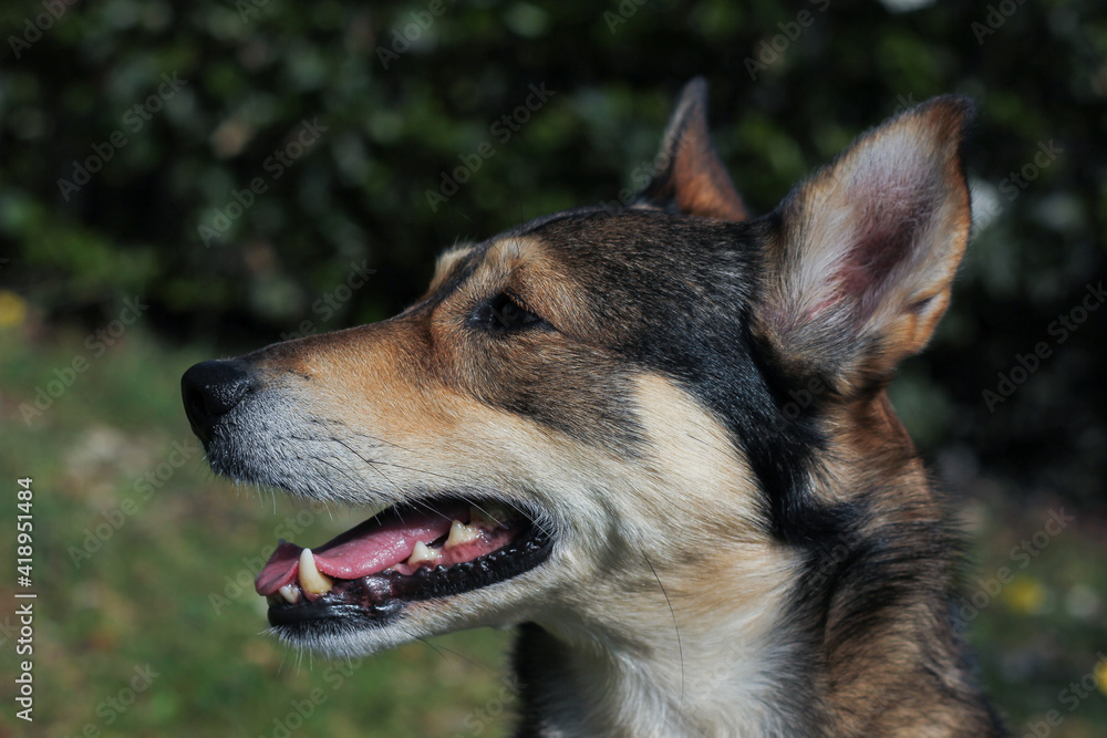 Portrait of a dog in profile close up surrounded by green blurred nature background Portrait of a dog in profile close up surrounded by green blurred nature background