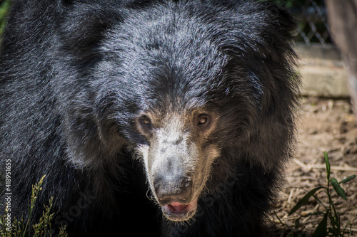 Closeup of a sloth bear hunting in the forest photo