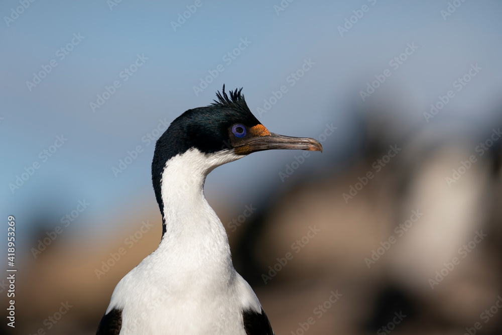 Naklejka premium King Cormorant (Phalacrocorax atriceps)