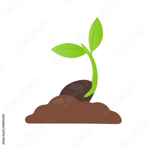 Tree growth. Planting a tree that has sprouted from seed becomes a seedling with flowers and dies.