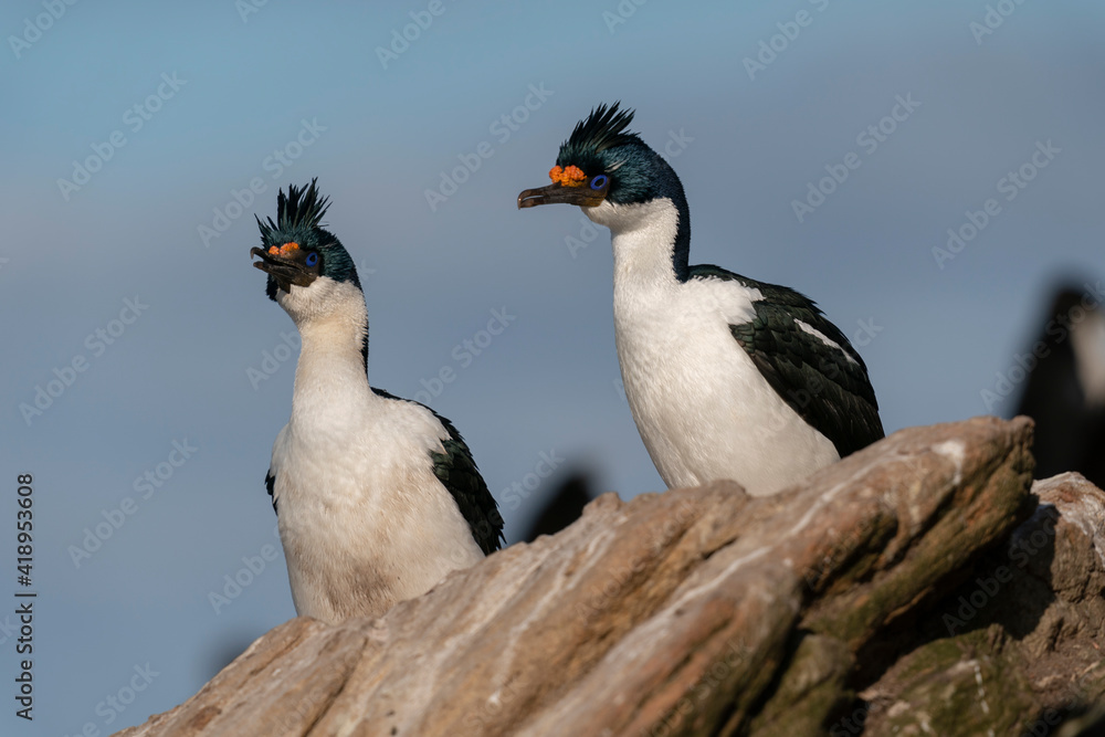 Obraz premium King Cormorant (Phalacrocorax atriceps)