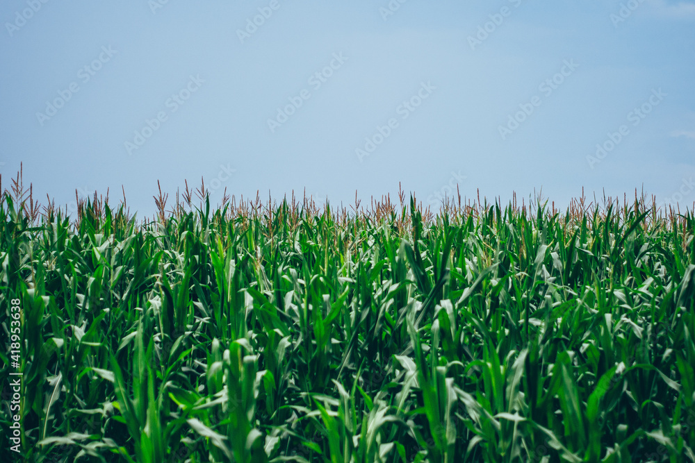 corn field against blue sky