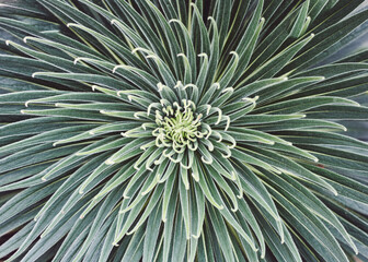 Gordijnen Cactus Cactus close-up met scherpe stekels  © Avel