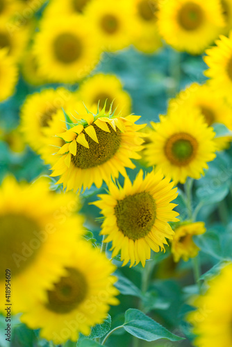 Sunflower plantation  Cuestahedo  Merindad de Montija  Merindades  Burgos  Castilla y Leon  Spain  Europe