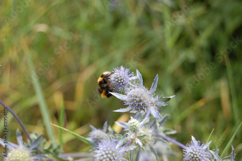 A collection of flowers, some with beets pollenating. Perfect use for wildlife video, presentation on bees.