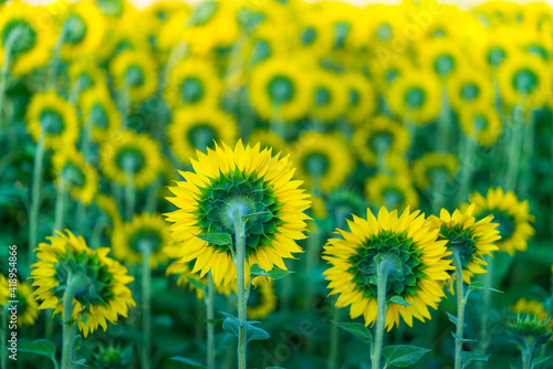 Sunflower plantation  Cuestahedo  Merindad de Montija  Merindades  Burgos  Castilla y Leon  Spain  Europe