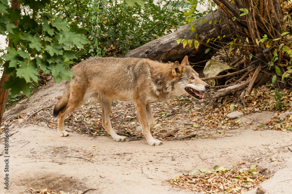 Fototapeta premium Running wolf