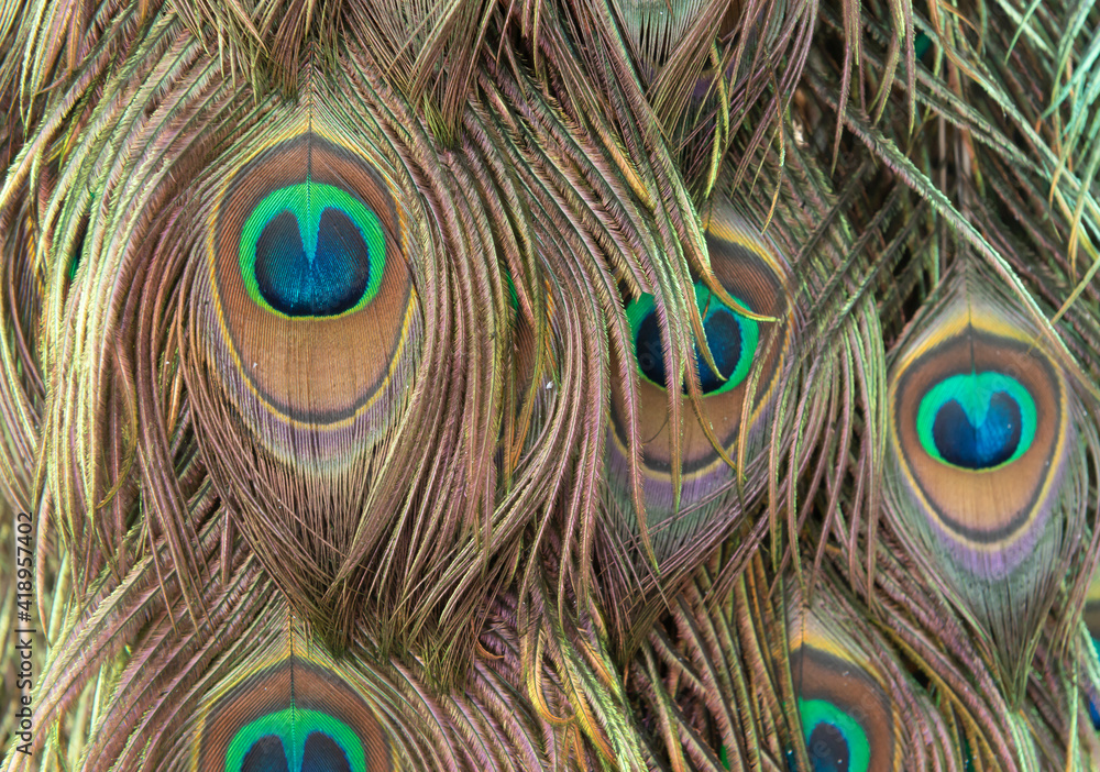 Fototapeta premium Colorful mosquito feathers, Pattern