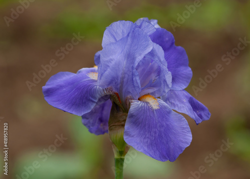 Fototapeta Naklejka Na Ścianę i Meble -  blue iris flower head macro image.