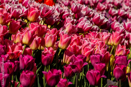 Macro of pink tulips on a background of green grass