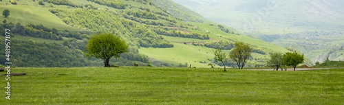 green trees in landscape with mountain