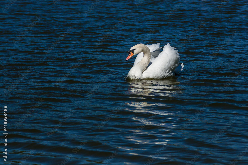 Beautiful swan floats on the lake