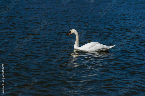 Beautiful swan floats on the lake