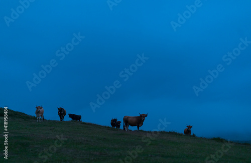 VACA RAZA MONCHINA (Bos taurus cantabricus), Ermita Ntra.Sra. de las Nieves, Guriezo, MOC Montaña Oriental Costera, NATURA 2000, Cantabria, Spain, Europe