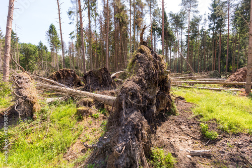 Umgestürzter Baum nach Sturm