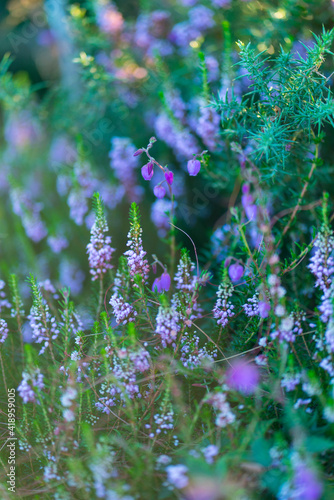 HEATHER and URCIONA (Daboecia cantabrica), Menhir Yelso de Hayas, Guriezo, MOC Montaña Oriental Costera, NATURA 2000, Cantabria, Spain, Europe photo