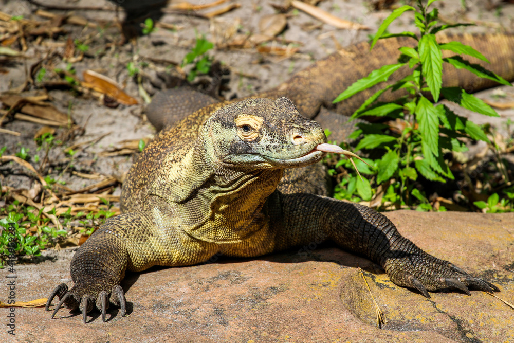 Picture of a single Komodo Dragon Picture of a single Komodo Dragon