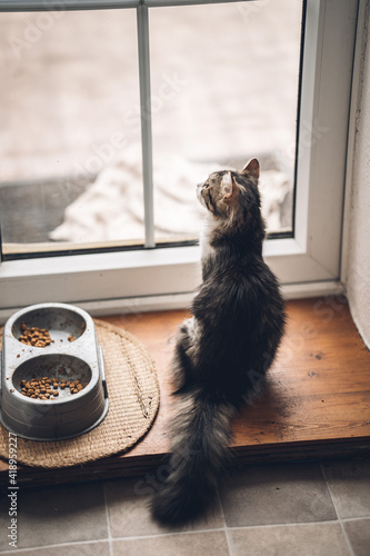 lonely whisker cat sitting on the wooden floor next to the cat feeding bowl looking at the balcony with some birds flying by