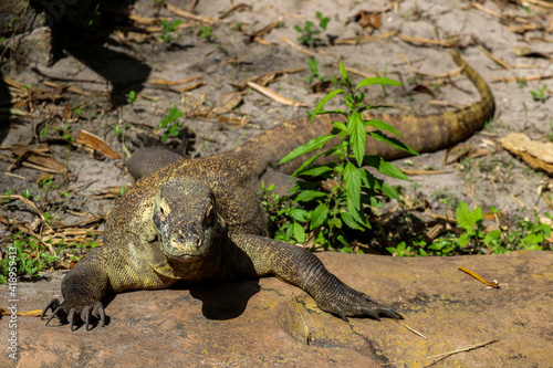 Picture of a single Komodo Dragon 