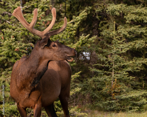 A large bull elk still sporting velvet on the horns near Banff  Canada