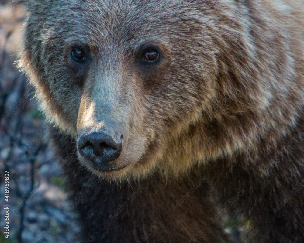 Obraz premium Up close and personal with a large grizzly bear along the Bow River near Banff, Canada