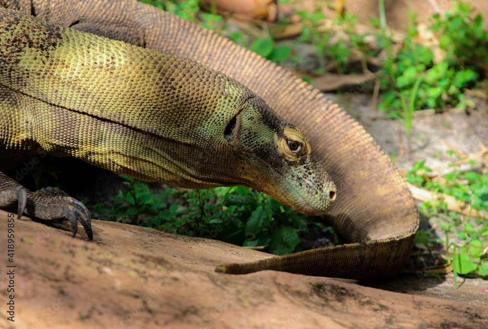 Obraz premium Picture of a single Komodo Dragon 