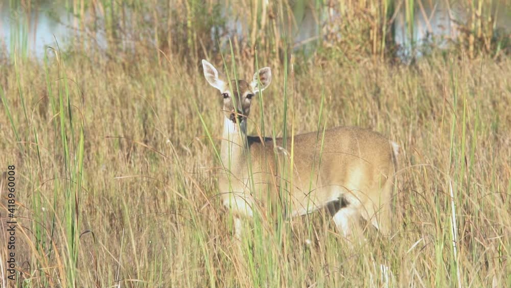 white tailed deer looking through sawgrass in slow motion white tailed deer looking through sawgrass in slow motion