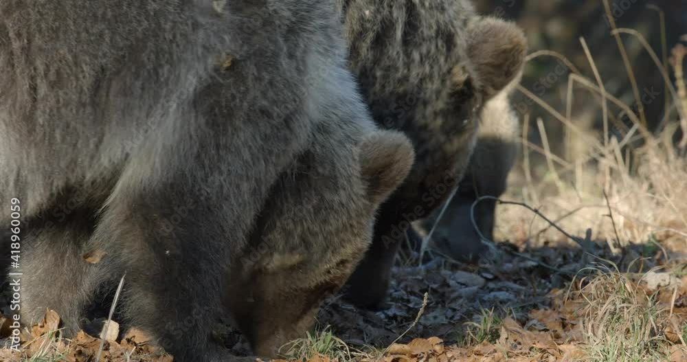 Mother brown bear with two cubs from mountains of Croatia, autumn Mother brown bear with two cubs from mountains of Croatia, autumn