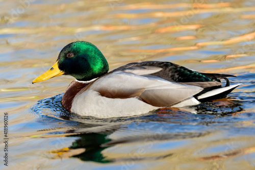 Beautiful duck swimming