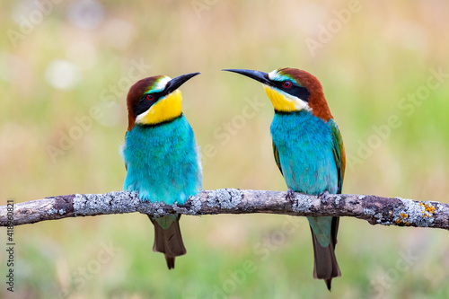 Beautiful colorful birds on a branch