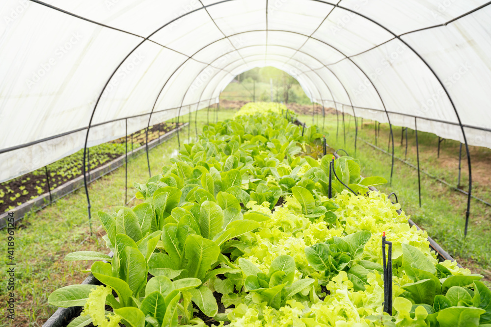 Organic Salad Plot. Growing Salad. Organic vegetables are growing on plot with the sunlight. Organic Salad Plot. Growing Salad. Organic vegetables are growing on plot with the sunlight.
