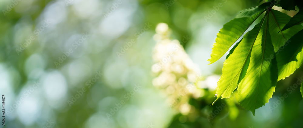 Fototapeta premium unscharfe weiße kastanienblüte mit leuchtenden blättern im frühling, schönheit in der natur banner mit textfreiraum