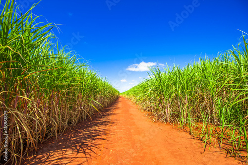 sugarcane plantation, agriculture and development 